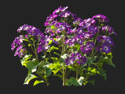 pericallis x hybrida 003 — download