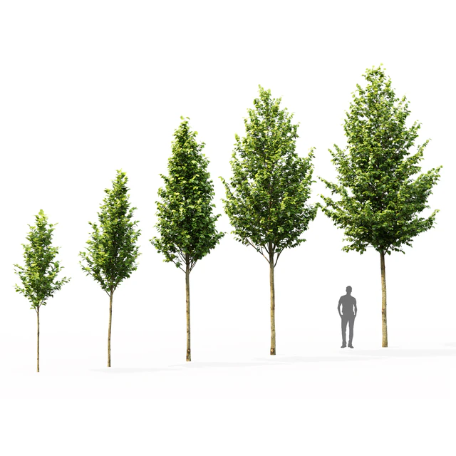 Tilia platyphyllos — Скачать
