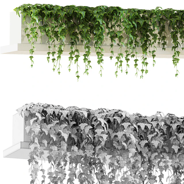 Ivy for shelves — Download