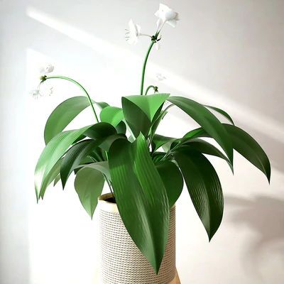 Eucharis plant 3 — Вид 3