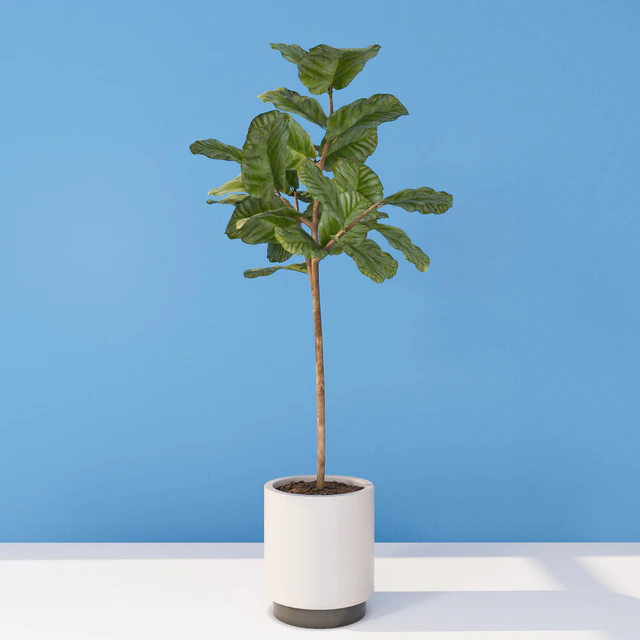 Ficus — Descargar