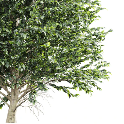 New Tree High detail Carpinus Betulus Tall — Ver 3