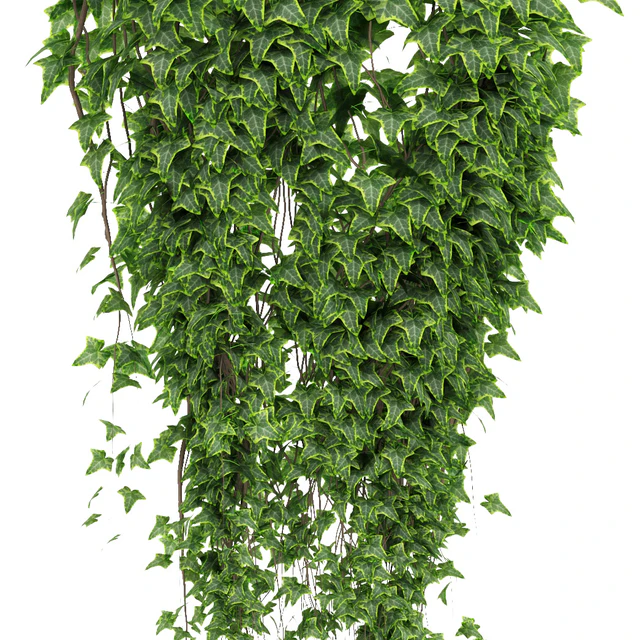 Ivy in pot — Descargar