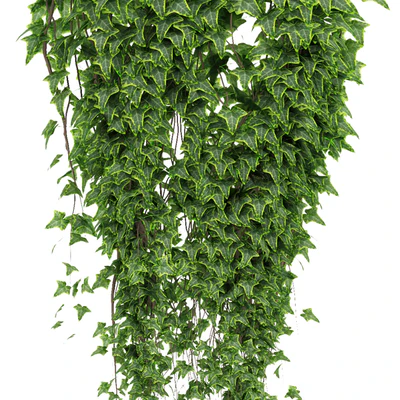 Ivy in pot — Ver 3