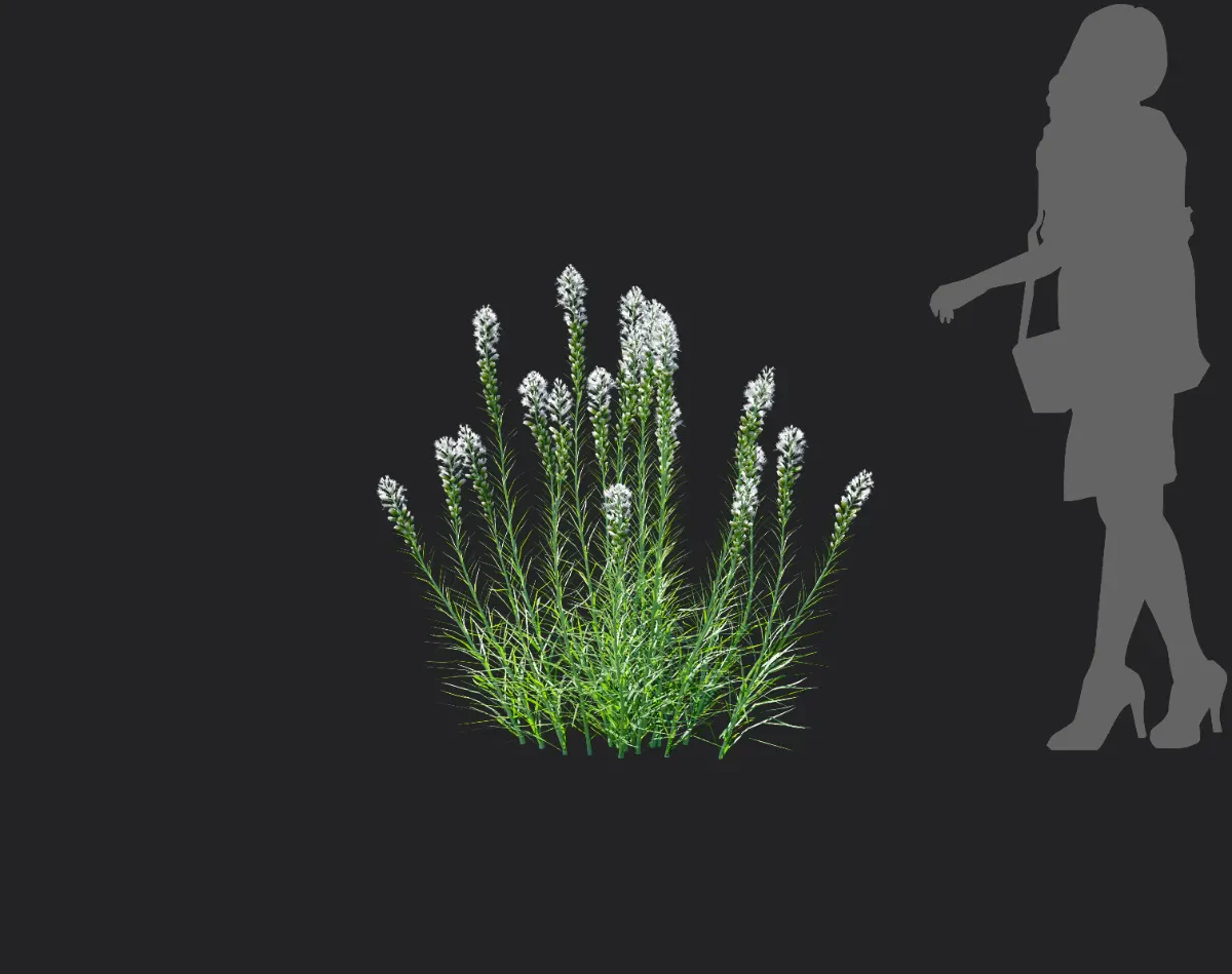 liatris spicata 004 — Скачать