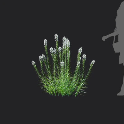 liatris spicata 004 — download