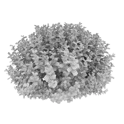 Physocarpus — Ver 7