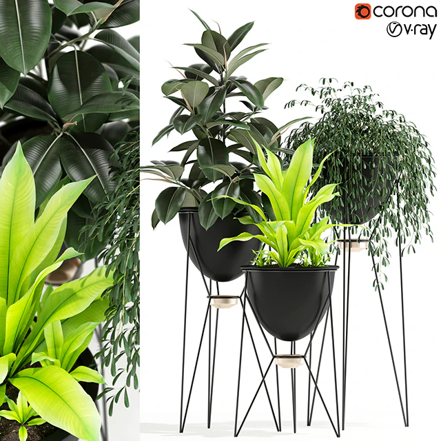 Plants collection 141 MADRE SELVA GRANDE — Скачать