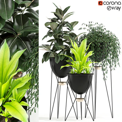Plants collection 141 MADRE SELVA GRANDE — Вид 1