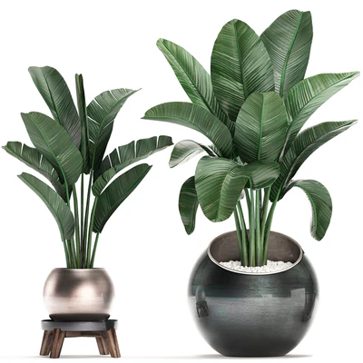 Collection of small plants in modern round pots with Banana palm, strelitzia, monstera, luxury. Set 465. — Ver 5