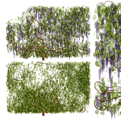 Wisteria, wisteria plant — Ver 1