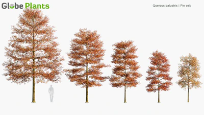 quercus palustris — скачать
