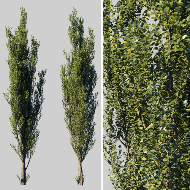 Тополь пирамидальный/Populus pyramidalis — Скачать