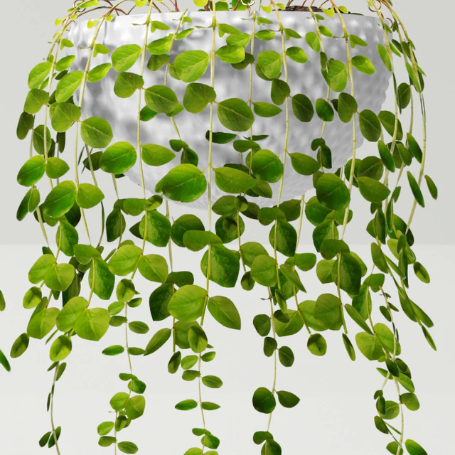 Plants in pots — Descargar