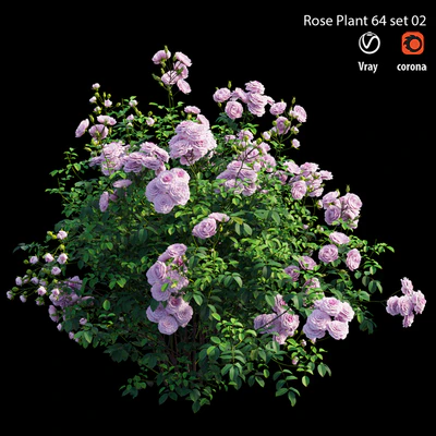 Rose plant 64 set 02 — Вид 6