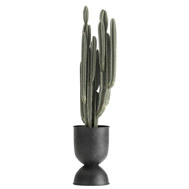 A collection of small plants on stands in black pots with Stefania Erecta, cactus, Philodendron. Set 899. — Descargar