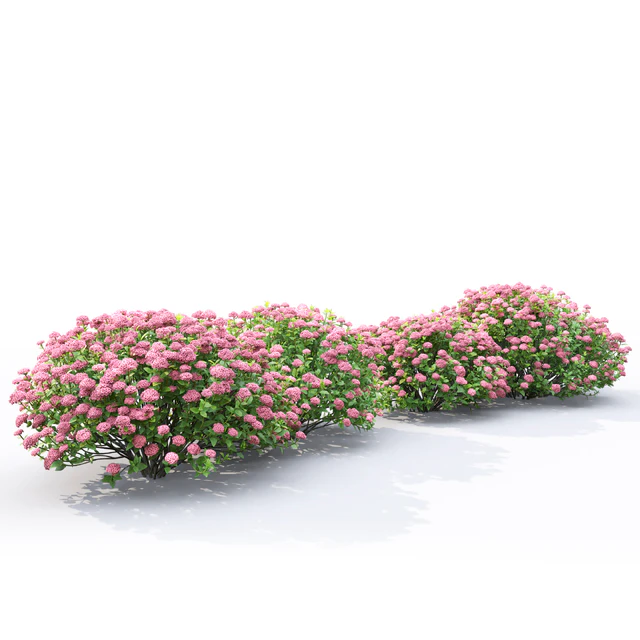 Spiraea — Скачать