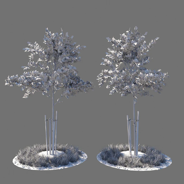 Young tree 01 — Descargar