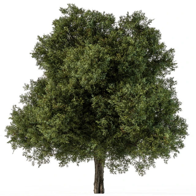 Tree Green Maple - Set 99 — Descargar