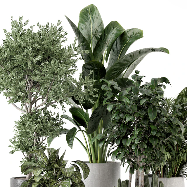 Indoor Plants  in rusty Concrete Pot - Set 584 — Скачать