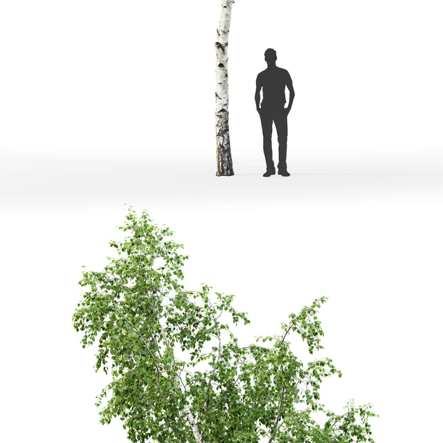 Birch — Descargar