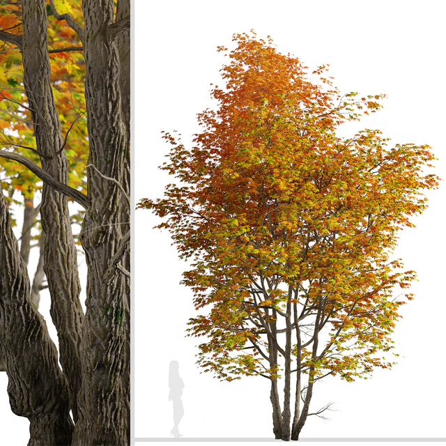 Set of Silver maple Tree (Creek maple) (2 Trees) — Descargar