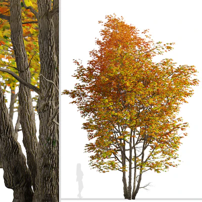 Set of Silver maple Tree (Creek maple) (2 Trees) — Ver 5