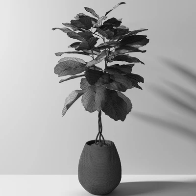ficus lyrata — Ver 5