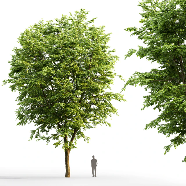Tilia platyphyllos — Descargar