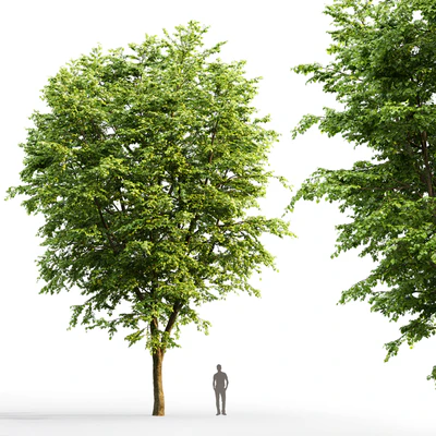 Tilia platyphyllos — Ver 3