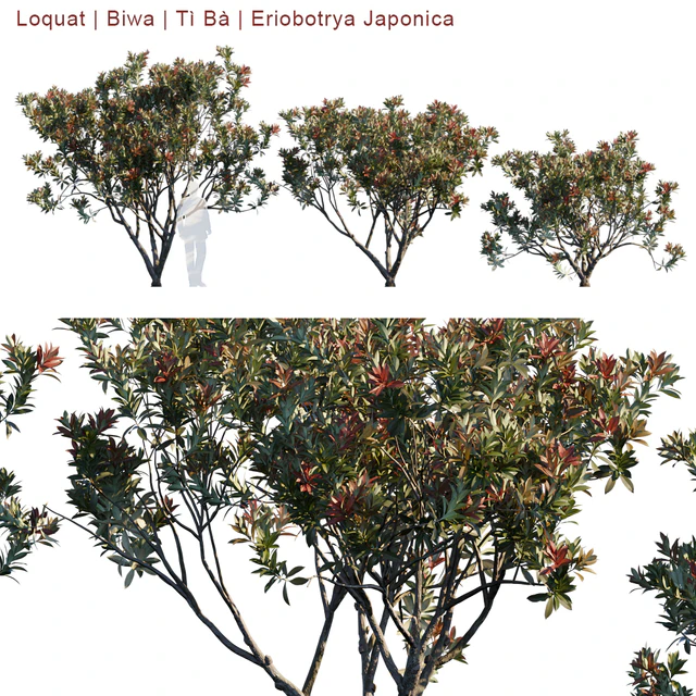 Loquat | Biwa | Eriobotrya Japonica V2 — Скачать