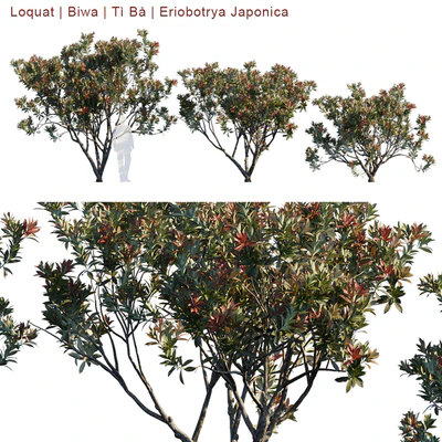 Loquat | Biwa | Eriobotrya Japonica V2 — Вид 1