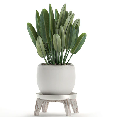 Beautiful small lush ornamental palm bushes in a white modern pot with strelitzia, Rhapis. Set 502. — Ver 5
