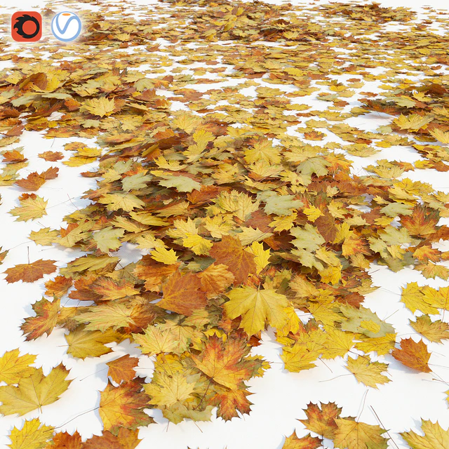 Autumn maple leaves — Download