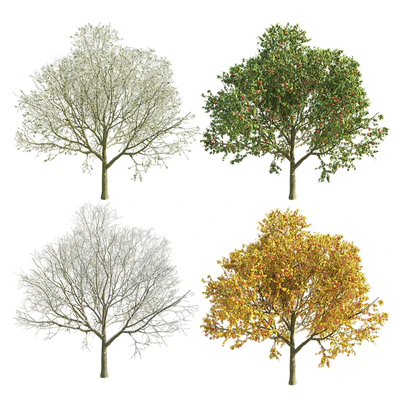 Apple Tree 2 Seasons — Вид 1