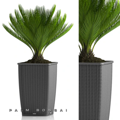 PALM BONSAI PLANTS 26 — Скачать