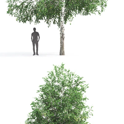 Betula # 3 (12.8m) — Ver 2