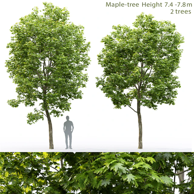 Maple — Descargar