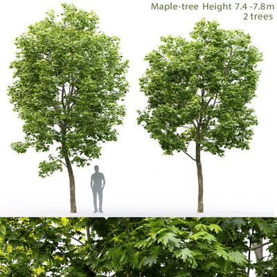 Maple — Ver 1