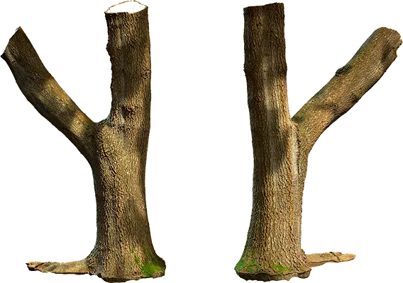 tree trunk 012 — Скачать