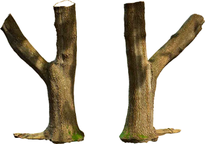 tree trunk 012 — Скачать
