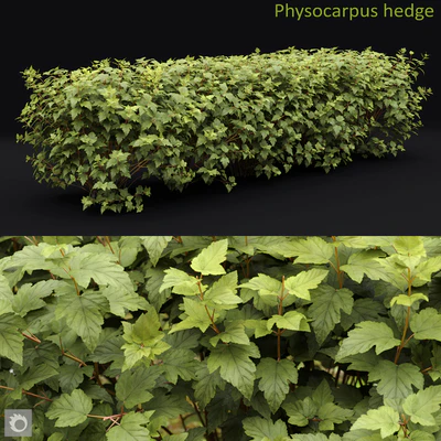 Physocarpus hedge — Вид 1