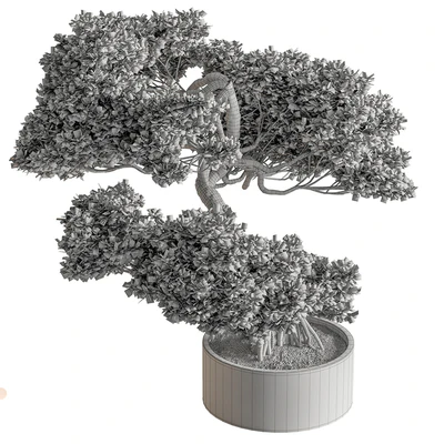 indoor Plant 626 - Bonsai Plant — Ver 4