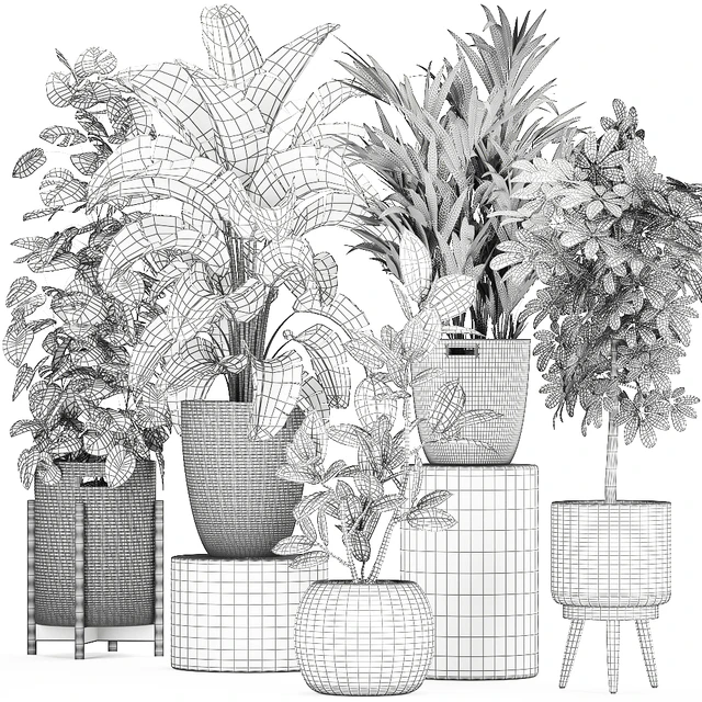 Collection of plants in baskets with banana palm, monstera Strelitzia, Hovea, Scheffler, ficus Abidjan. Set 778 — Descargar