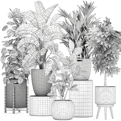 Collection of plants in baskets with banana palm, monstera Strelitzia, Hovea, Scheffler, ficus Abidjan. Set 778 — Ver 5