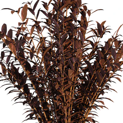 Dry  flower 008 — Вид 4