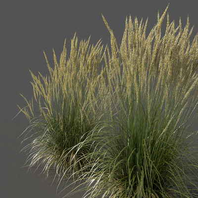Feather Reed Grass - Calamagrostis acutiflora - Medium — Ver 3