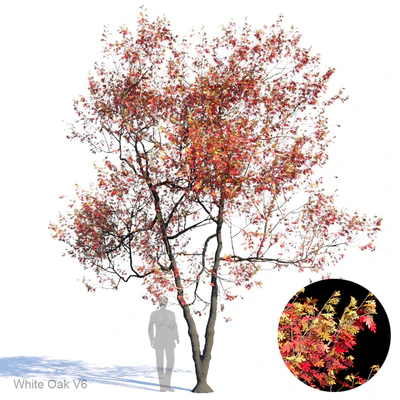 White Oak Var6 — Скачать