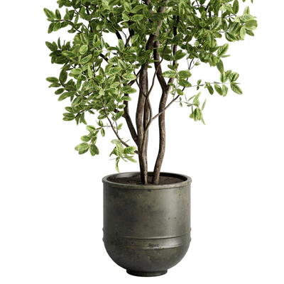 Ficus elastica branch in a metal pot - set indoor plant 618 — Вид 7