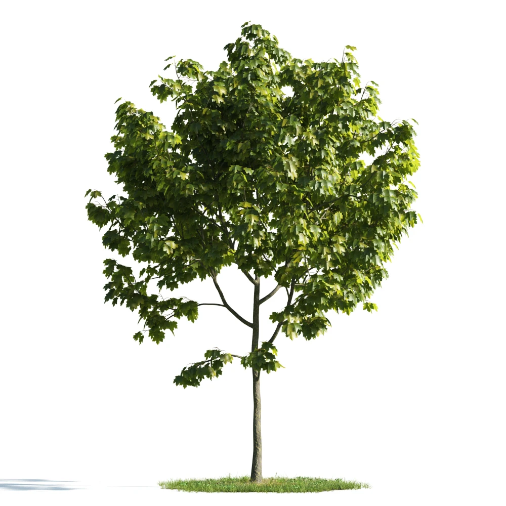 trees 014 — Descargar